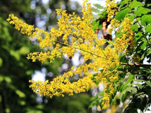 Koelreuteria paniculata - Floraison