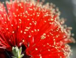 Kunzea baxteri - Détail d'une fleur