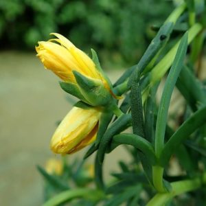 Lampranthus aureus - Boutons floraux et feuillage