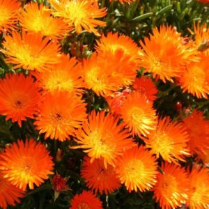 Lampranthus aureus - Floraison orange