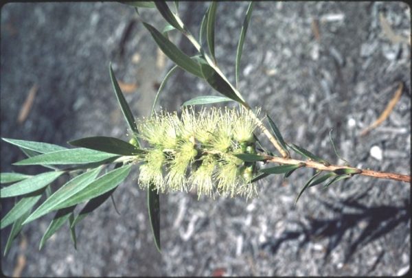 Melaleuca formosa - Fleurs