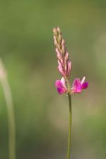 Onobrychis viciifolia Scop. - Inflorescence