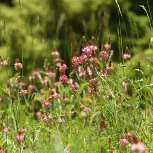 Onobrychis viciifolia Scop. - Vue générale