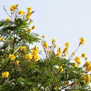 Peltophorum pterocarpum - Feuillage et floraison