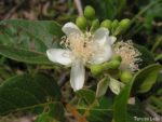 Psidium guineense - Détail d'une Fleur