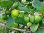 Psidium guineense - Fructification