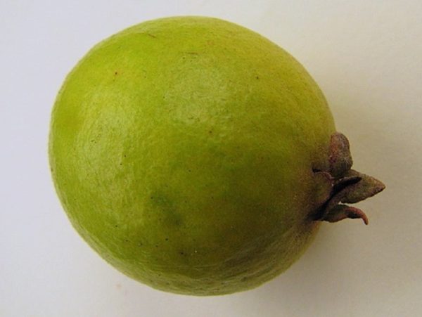 Psidium guineense - Fruit