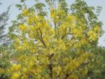 Graines de Pterocarpus macrocarpus, Graines de Burma padauk
