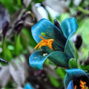 Puya berteroniana - Détails d'une fleur