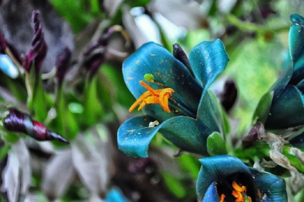 Puya berteroniana - Détails d'une fleur