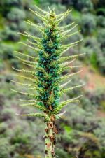 Puya berteroniana - Infloresence