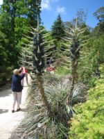 Puya berteroniana - Vue générale