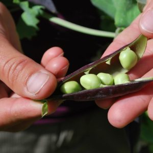 Snow pea Shiraz - Cosse et graines