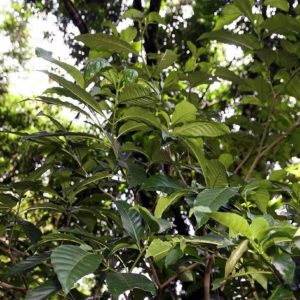 Tabernaemontana alba - Feuillage