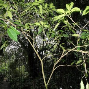 Tabernaemontana alba - Vue générale