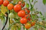Tomate groseille - Fructification