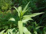Veronica longifolia - Feuillage