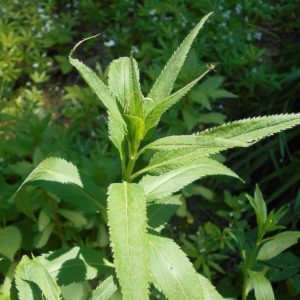 Veronica longifolia - Feuillage