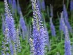 Veronica longifolia, Floraison de Veronica longifolia, Graines de Veronica longifolia, Graines de Véronique à longues feuilles
