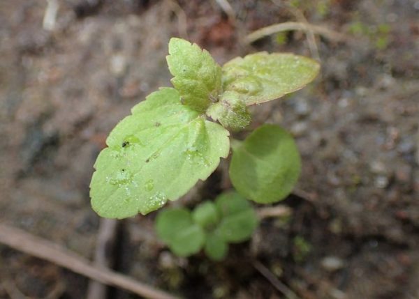 Veronica longifolia - Semis