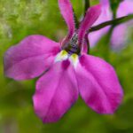 Lobelia pendula rose - Détails d'une fleur