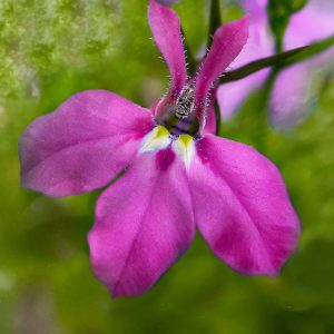 Lobelia pendula rose - Détails d'une fleur