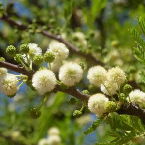 Acacia robusta - Détails d'une fleur
