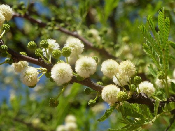 Acacia robusta - Détails d'une fleur