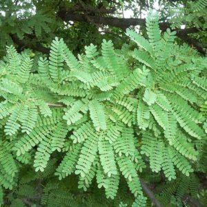 Acacia robusta - Feuillage