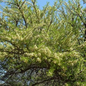 Acacia robusta - Floraison