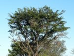 Acacia robusta - Vue générale