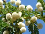Acacia sieberiana - Détails des fleurs