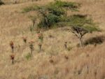 Acacia sieberiana - En savane herbeuse