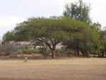 Acacia sieberiana - Vue générale