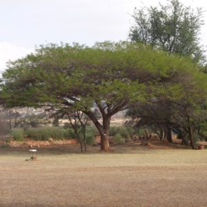 Acacia sieberiana - Vue générale