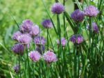 Allium schoenoprasum - Fleurs