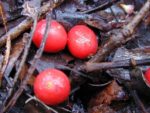 Archontophoenix alexandrae - Fruits