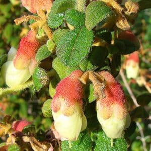 Brachyotum ledifolium - Fleurs et feuilles pubescentes