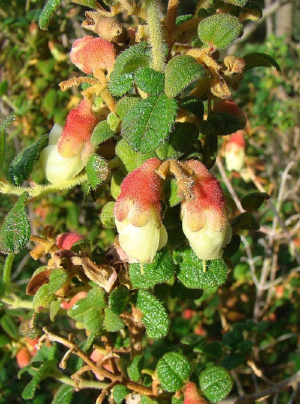 Brachyotum ledifolium - Fleurs et feuilles pubescentes
