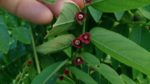 Breynia androgyna - Floraison et fructification