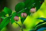 Breynia androgyna - Fruits