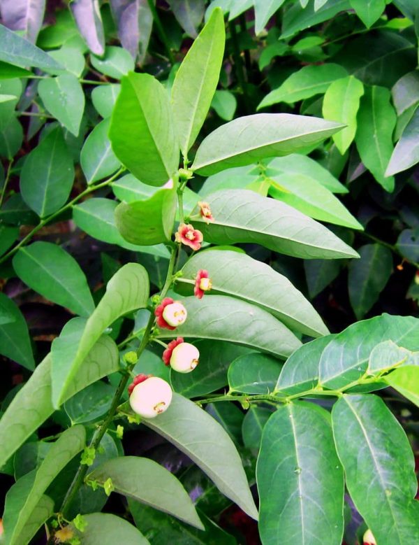 Breynia androgyna - Fruits et feuilles