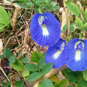 Clitoria ternatea bleu - Fleurs et fruits