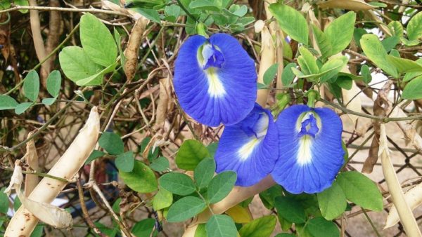 Clitoria ternatea bleu - Fleurs et fruits
