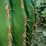 Echinocactus platyacanthus - Bord épineux