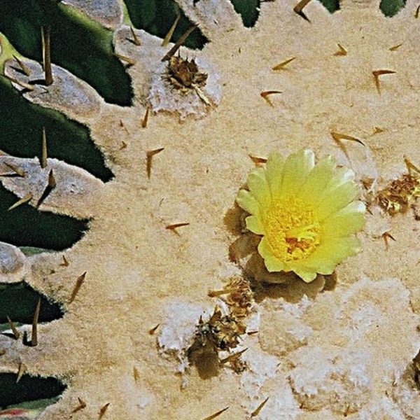 Echinocactus platyacanthus - Détail d'une fleur