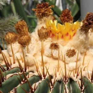 Echinocactus platyacanthus - Floraison