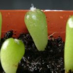 Echinocactus platyacanthus - Pousse
