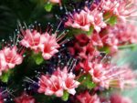 Echium wildpretii - Détails d'une fleur