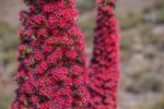 Fleurs rouge-cerise de Vipérine de Tenerife